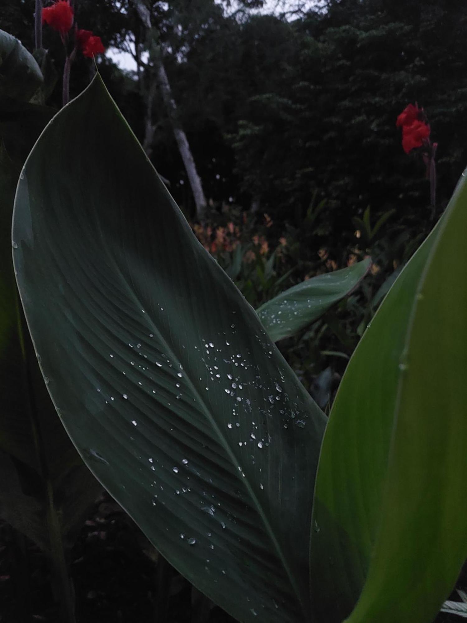 Los Chocuacos. Guácimo Exteriör bild